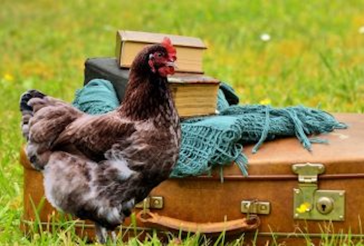 Homesteading After Retirement: Part 5